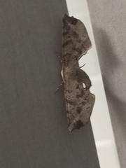 Parepisparis excusata