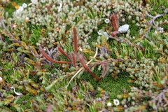 Drosera arcturi