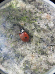 Adalia bipunctata