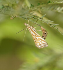 Hednota pleniferellus