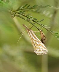 Hednota pleniferellus