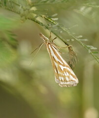 Hednota pleniferellus