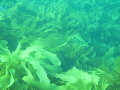 Heteroscarus acroptilus