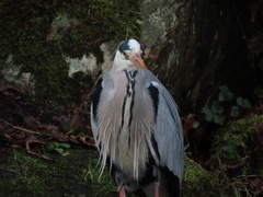 Ardea cinerea