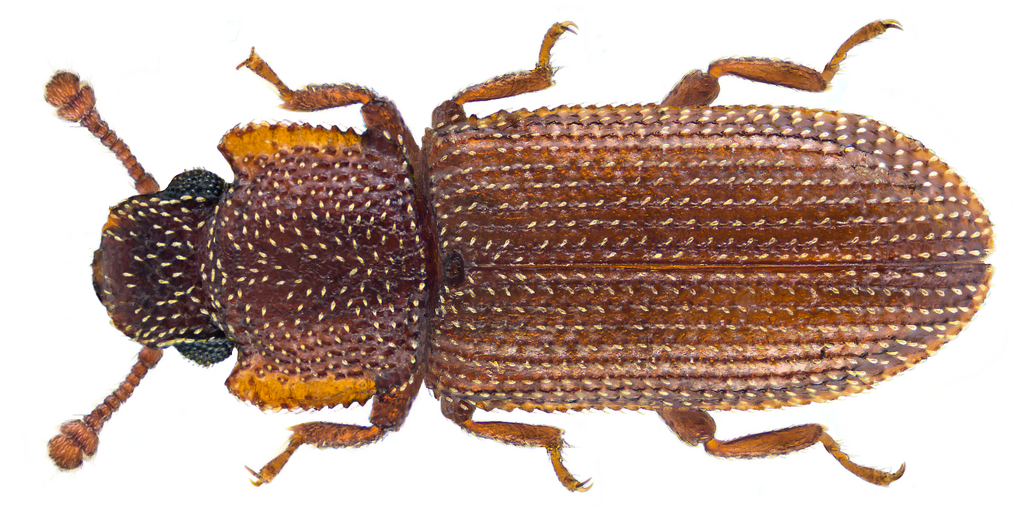 Cerchanotus