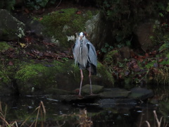 Ardea cinerea