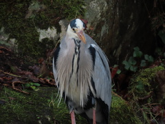 Ardea cinerea