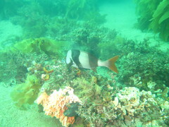 Pseudogoniistius nigripes