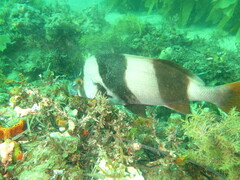 Pseudogoniistius nigripes