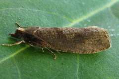 Epinotia brunnichana