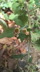 Dichrocephala integrifolia