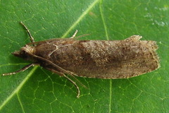 Epinotia brunnichana