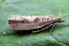 Epinotia brunnichana