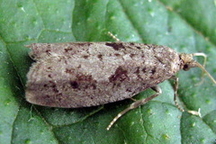 Epinotia brunnichana