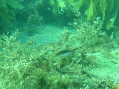 Austrolabrus maculatus