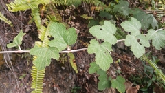 Rubus formosensis