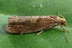 Epinotia brunnichana