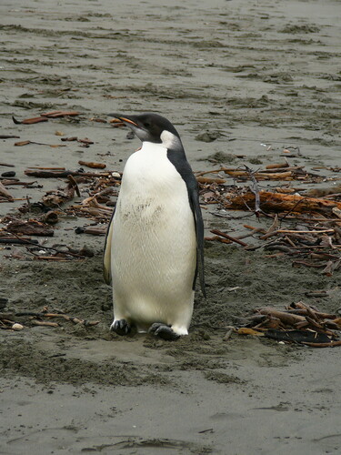 Emperor Penguin (Aptenodytes forsteri)