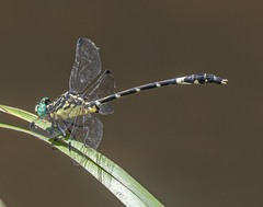 Austrogomphus amphiclitus