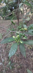 Tabernaemontana divaricata