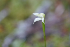 Adenochilus gracilis