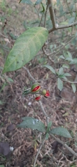 Tabernaemontana divaricata