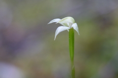 Adenochilus gracilis