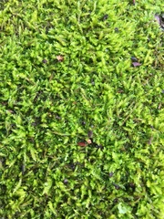 Scleropodium obtusifolium