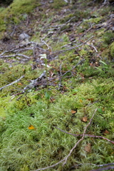 Adenochilus gracilis