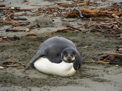 Aptenodytes forsteri