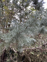 Cupressus arizonica