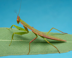 Orthodera