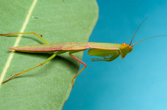 Orthodera