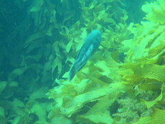 Notolabrus parilus