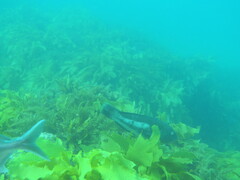 Notolabrus parilus