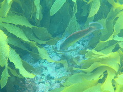 Austrolabrus maculatus