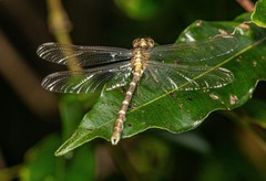 Hemigomphus