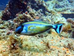 Meuschenia hippocrepis