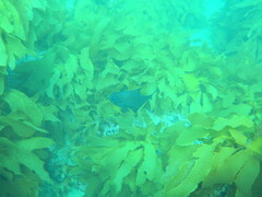 Pempheris multiradiata