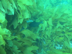 Pempheris multiradiata