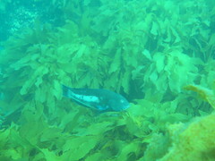 Notolabrus parilus