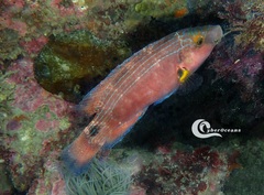 Symphodus mediterraneus