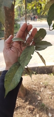 Pterospermum