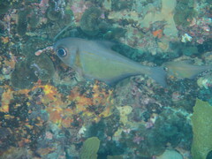 Pempheris klunzingeri