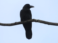 Corvus macrorhynchos