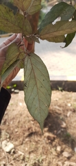 Pterospermum