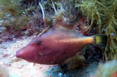 Meuschenia flavolineata