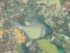 Pempheris klunzingeri