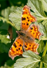 Polygonia c-album