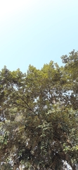 Pterospermum